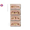 C6511 DENTIERA BAVOSA
